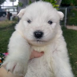 Samoyed Puppies from Pyles Of Smiles