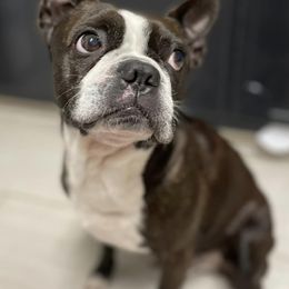 Boston Terriers and French Bulldogs from Ferina’s Benevolent Bostons and Bulldogs