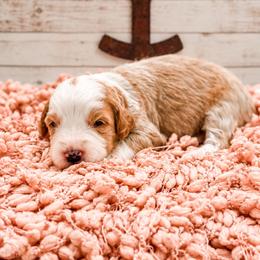 Laramie - Red female Bernedoodle puppy in Hudson, Indiana from TurkeyCreek-K9