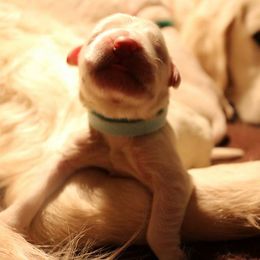 German Shepherd and Golden Retriever Puppies from Sweetheart Therapy Dogs LLC