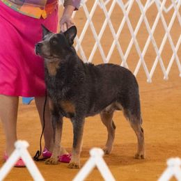 Lucas  - Australian Cattle Dog