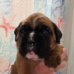 Bella - Fawn female Boxer puppy in Evans, Georgia from Kimberly's Boxers