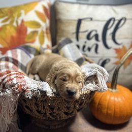Purple collar - Golden female Golden Retriever puppy in Monroe, Tennessee from Golden Girls Furever Friends