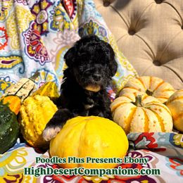 Aussiedoodle, Poodle, and Toy Australian Shepherd Puppies from High Desert Companions