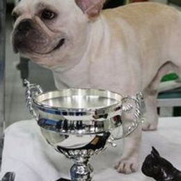 French Bulldogs from Hillbuckle's French Bulldogs