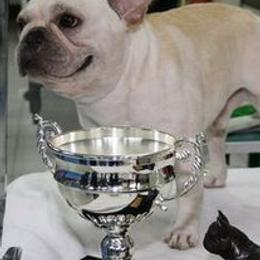 French Bulldogs from Hillbuckle's French Bulldogs