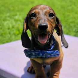 The Best Friend - Red male Dachshund puppy in Mountain Grove, Missouri from Blueprint K9 Dachshunds- www.BlueprintK9.com