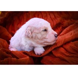 John - Black and white male Bernedoodle puppy in Hays, Kansas from Pine Street doodles