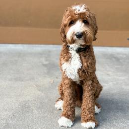Beau - Australian Labradoodle
