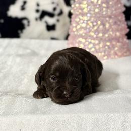 White girl - Chocolate female Australian Labradoodle puppy in Anderson, California from Shaggy Doodles