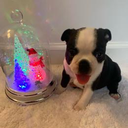 Luna AKC - Black brindle and white female Boston Terrier puppy in Imperial, Missouri from Boston Kup Breeders