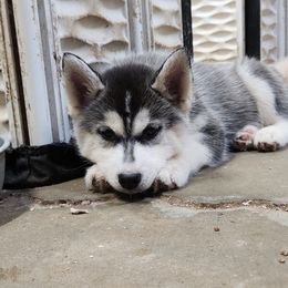Siberian Husky Puppies from Spirit of the Moon Siberians