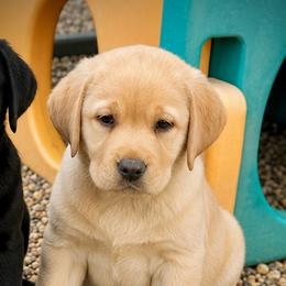 Bettie (Formerly Nilla) - Yellow female Labrador Retriever puppy in Baldwin City, Kansas from Hedge Lane Labradors