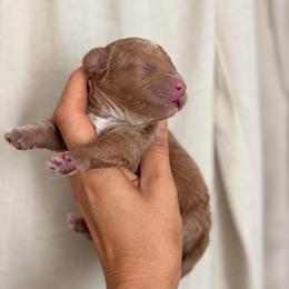 Ash - Cream male Goldendoodle puppy in Millville, California from Hope Lane Kennels