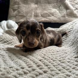 Hazel - Dapple female Dachshund puppy in Moreno Valley, California from rdachshunds