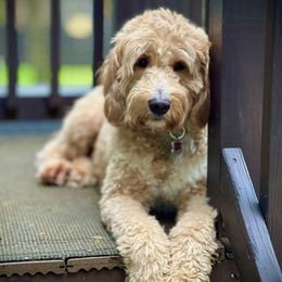 Hazel - Goldendoodle