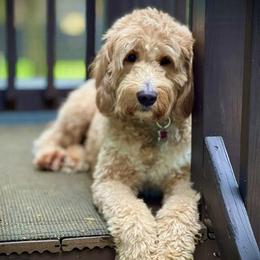 Hazel - Goldendoodle