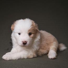Tootsie - White and gold female Border Collie puppy in Fresno, California from Alpine Tails