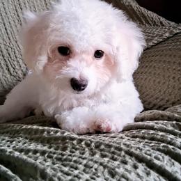Maltipoo Puppies from Little Cupcakes and Little Punkins Maltipoos
