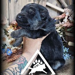 Oaklee - Black and tan male German Shepherd puppy in Sequim, Washington from German Shepherd Haus