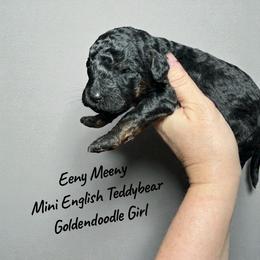 Eeny Meeny Phantom - Phantom female Goldendoodle puppy in Grove, Oklahoma from Guinn Family Farms