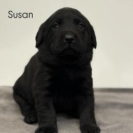 Susan, Champion Line English Lab - Black female Labrador Retriever puppy in Owosso, Michigan from Bennington Retrievers