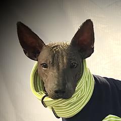 Phoenix - Xoloitzcuintli