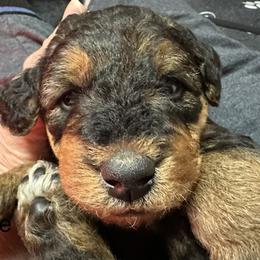 Puppy - Black and tan male Airedale Terrier puppy in Lodi, Wisconsin from Mystic’s Airedales