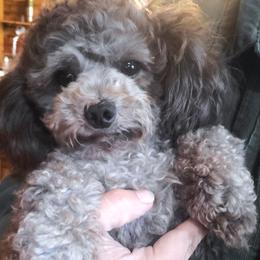Kobe Blue - Poodle