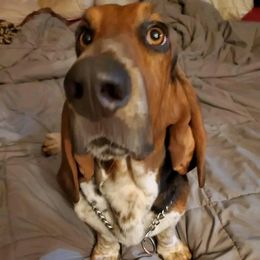 Basset Hound All Grown Up from Heathens Howe'nds