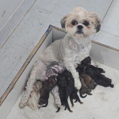 Shorkie puppies from KnJ Precious Paws LLC