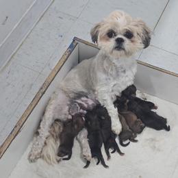Shorkie puppies from KnJ Precious Paws LLC