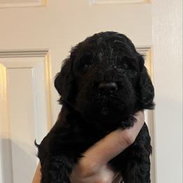 Kingston - Black male Goldendoodle puppy in Macclenny, Florida from Davis's Doodles