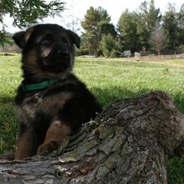 German Shepherd Puppies from Central Coast German Shepherds