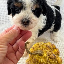 Girl 1 - Black female Havapoo puppy in Cedar Springs, Michigan from Pridespoodles