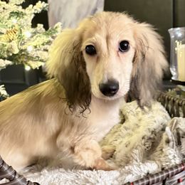 Beckett - Cream male Dachshund puppy in Visalia, California from DachGraston Dachshunds
