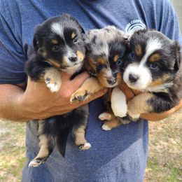 Toy Australian Shepherd Puppies from Beasley Acres Aussies