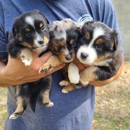 Toy Australian Shepherd Puppies from Beasley Acres Aussies
