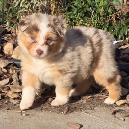 Maverick - Red merle female Australian Shepherd puppy in Smithfield, Utah from Invictus Farms