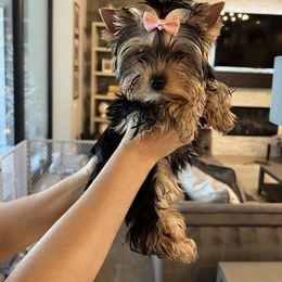 Yorkshire Terrier Puppies from Sassyville Yorkies