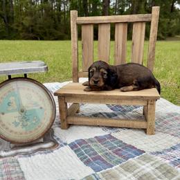 Shaded Red Male - Red male Dachshund puppy in Ozark, Alabama from Honey Hill Dachshunds