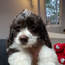 Lila - Black and white female Cockapoo puppy in Queens, New York from The 2 Musketeers_Cockapoos