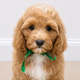 Hunter - Red male Cavapoo puppy in Ville Platte, Louisiana from The Barkery