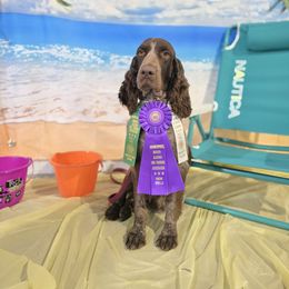 Boykin Spaniel and English Springer Spaniel Puppies from 31 Pines Springers & Retrievers