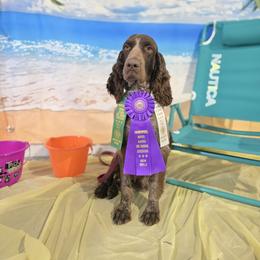 Boykin Spaniel and English Springer Spaniel Puppies from 31 Pines Springers & Retrievers
