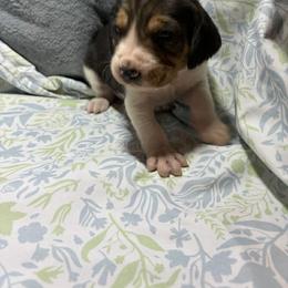 Boy 3 - male Treeing Walker Coonhound puppy in Vermontville, Michigan from Stackem Up Kennel