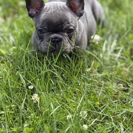 French Bulldog Puppies from Bailey Family Frenchies