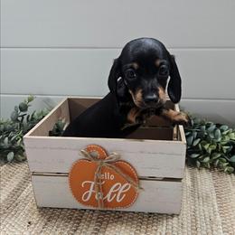 Myla 3200 - Black and tan female Dachshund puppy in Anaconda, Montana from Montana Country Dachshunds