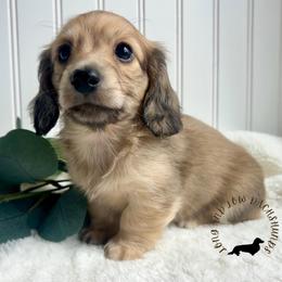 English Cream2 - Cream male Dachshund puppy in Nampa, Idaho from Long_and_Low_Dachshunds