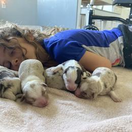 Miniature American Shepherd and Miniature Australian Shepherd Puppies from Husker Mini Aussies
